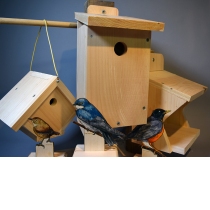 Thumbnail of 2020 Sustainable Birdhouse  project